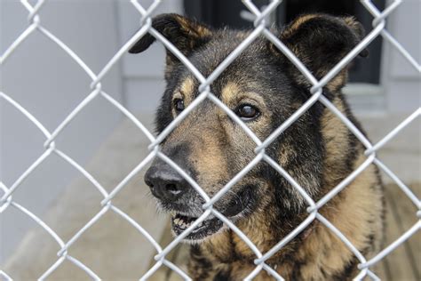 Ciapkowo Schronisko Dla Bezdomnych Zwierząt - Psy z Radys, które przygarnęło schronisko w Sopocie, znalazły nowe domy