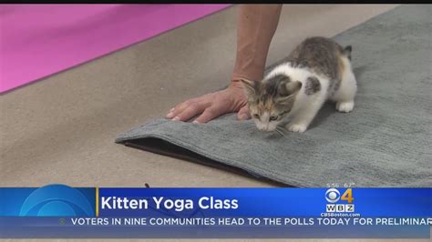 Kitten Yoga Class Encourages Participants To Be In The Meow Youtube