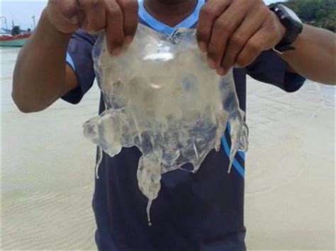 Box Jellyfish Kills Tourist In Thailand Phuket Wan