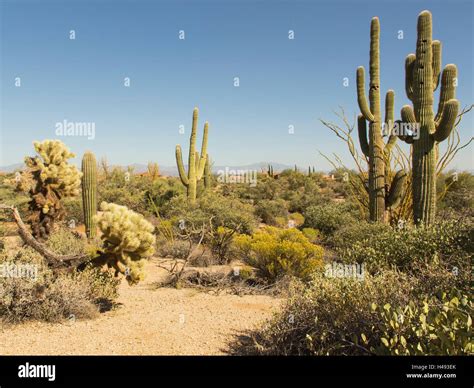 Saguaro Cactus In Scottsdale Arizona Desert Stock Photo Alamy