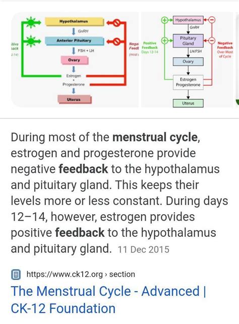 Feedback Mechanism In Menstrual Cycle Brainlyph