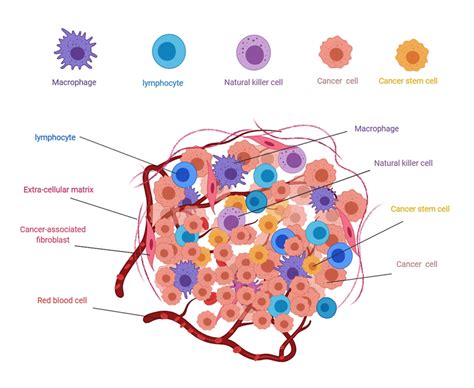 Cancer Cell Diagram