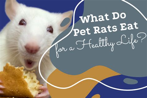 What Do Pet Rats Eat For A Healthy Life Pet Rat Nutrition