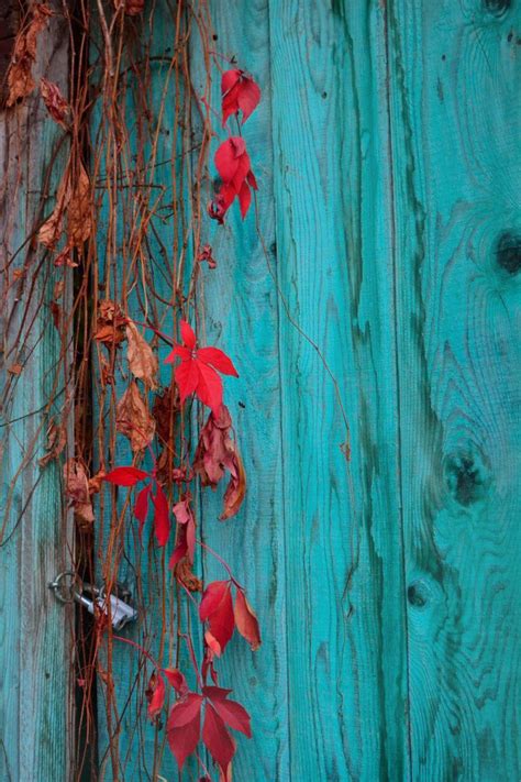 Best 25 Red And Teal Ideas On Pinterest Red Color