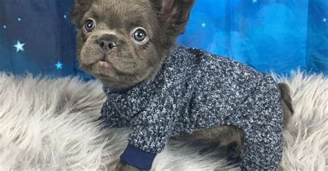 10.08.2020 · but long haired french bulldogs do exist, however rare they may be. Meet Fozzy The Fluffy French Bulldog | HuffPost Australia