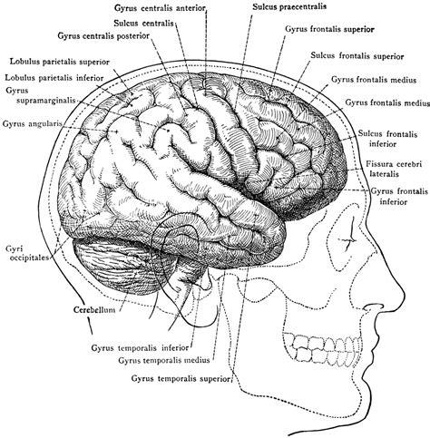 This article describes the anatomy of the skull, including its structure, features, foramina and overview hip and thigh knee and leg ankle and foot nerves and vessels. Brain in Relation to Skull and Face | ClipArt ETC