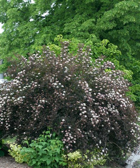 Proven its relatively fine texture sets it apart from other landscape plants with less refined foliage. Ninebark 'Summer Wine Black' | Deciduous Shrubs | Shrubs ...