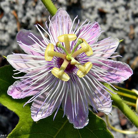Stinking Passionflower Passiflora Foetida Passion Flower Beautiful