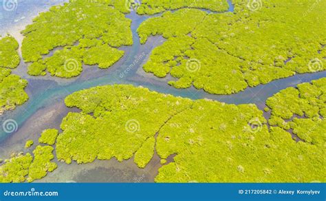 Green Mangroves Bohol Philippines Stock Photo Image Of Tropical