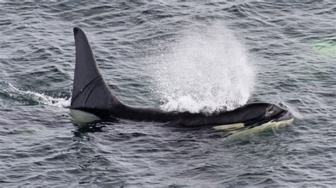 Endangered Orca Whale Archives Tulalip News