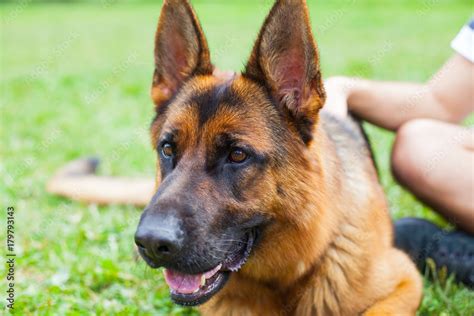 German Shepherd Herding Dog Breed Stock Photo Adobe Stock