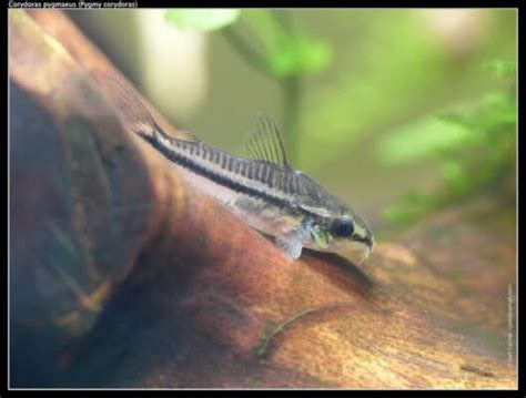 What Do Cory Catfish Eat Aqua Life Hub