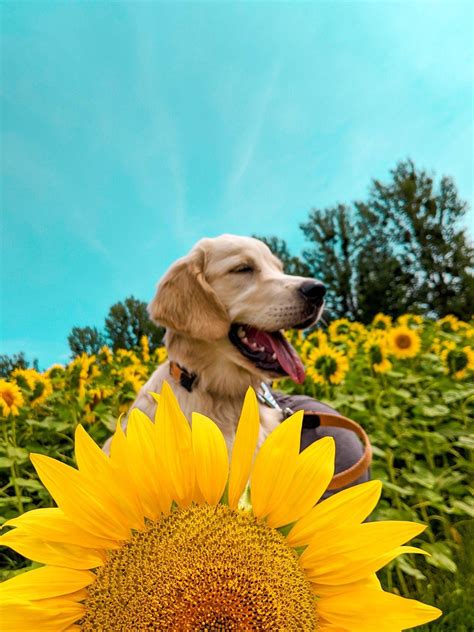 Dog Aesthetic Sunflower Wallpapers Top Free Dog Aesthetic Sunflower