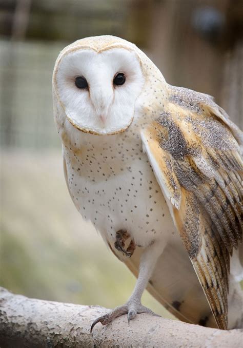 Why Do Owls Hoot At Night Daily Birder