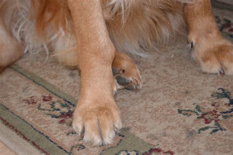 Recklessly Golden Retriever Puppy Limping Front Leg