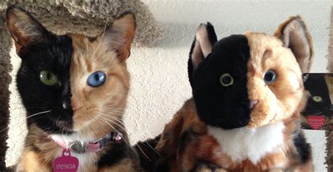 Venus The Chimera Cat Explained By Geneticist The New Republic