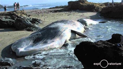 Most baleen whales are significantly larger in size when compared to the toothed whale species with the blue whale (the largest of the baleen whales) reaching lengths in excess of 100 ft. What is Baleen? I Sample from a Blue Whale I Exploratorium ...