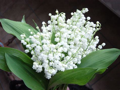 Jlo Le Muguet Du 1er Mai