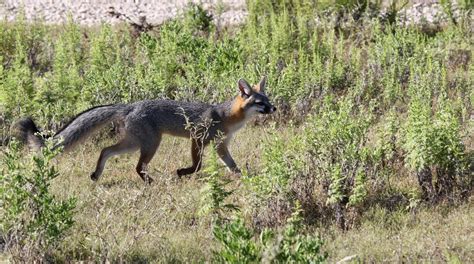 Big Bend Texas Nature Fox A Day 1