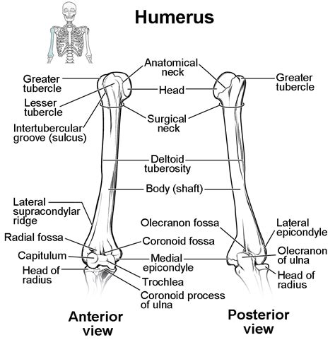 113 Bones Of The Upper Limb Biology Libretexts