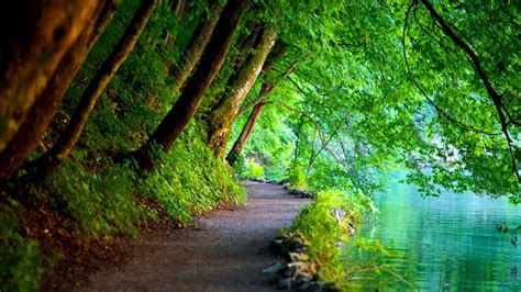 Bosco In Riva Al Fiume Sfondo Immagine Sfondi Hd Gratis