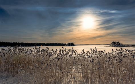 Reeds Nature Landscapes Lakes Frozen Ice Sky Clouds Sunset