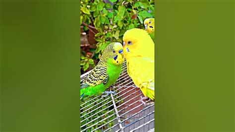 Budgies Singing Talking And Chirping Parrot Video 43 Youtube