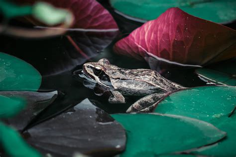 Free Images Amphibian Green Leaf Flower Toad Aquatic Plant True