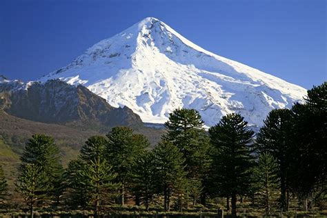 Lanin Volcano Behind Araucaria Trees Lanin National Park Border