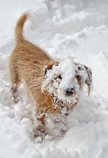 635 Best Cute Funny Beautiful Animals In The Snow