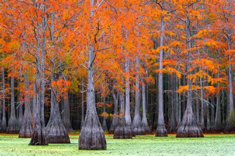 Swamp Beauty Cypress Swamp Ga Joseph C Filer Fine Art Photography