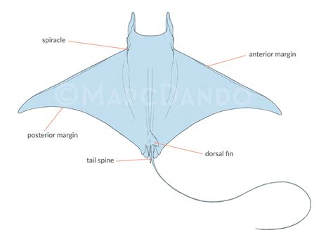 What Are Mobulids Manta And Devil Ray Ecology And Biology — Manta Trust