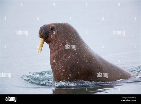 Walrus Odobenus Rosmarus Male In Shallow Water Close To Haul Out