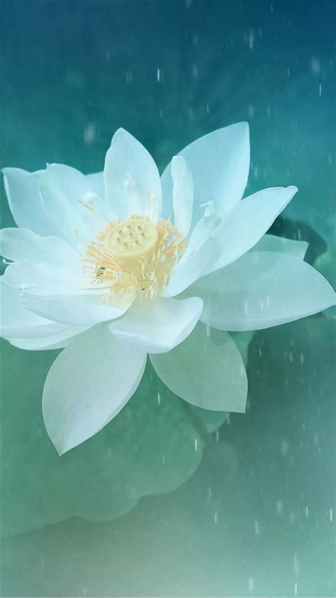 Pure Beautiful Lotus Flower Macro Iphone 8 Wallpapers Free Download