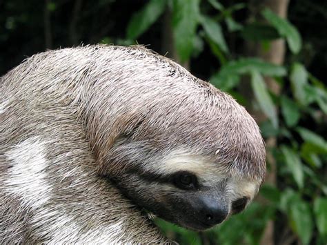 Sloth Close Up Flickr Photo Sharing