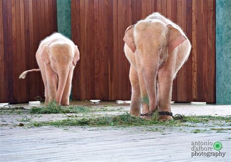 White Elephants Albino Animals Rare Animals Rare Albino Animals