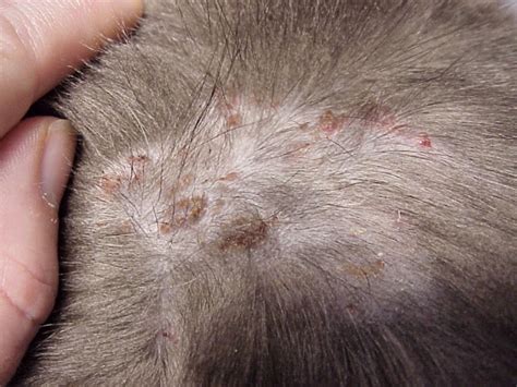 Cat Flea Allergy In Humans Cat Meme Stock Pictures And Photos
