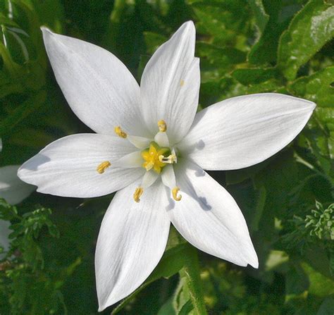 Check spelling or type a new query. Star Of Bethlehem Flower - Flowerinfo.org