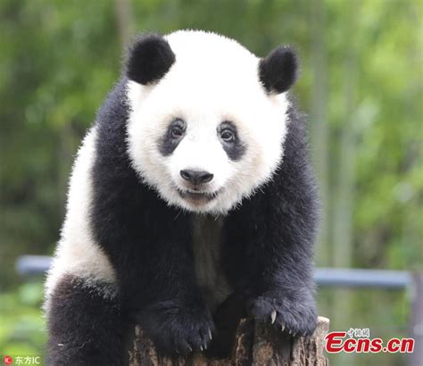 Panda Xiang Xiang At Tokyo Zoo Turns 1 Year Old