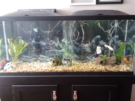 My Goldfish In Their New 55 Gallon Home Cellphone Pic Aquariums
