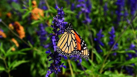 Wallpaper Monarch Butterfly Butterfly Pattern Wings
