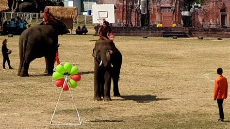 Elephant Playing Darts Balloon Pop Game Surin Elephant Festival