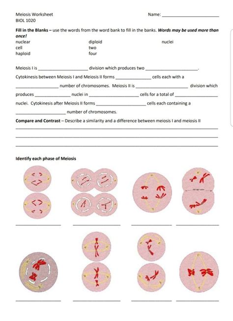 Mitosis Vs Meiosis Worksheet Key Try This Sheet ZOHAL