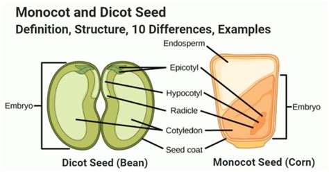Monocot Vs Dicot Seed Structure 10 Differences Examples