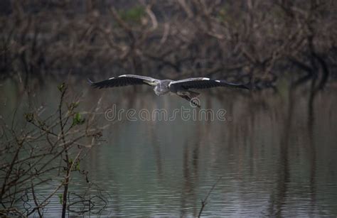 Grey Heron In Flight Stock Photo Image Of Legged Long 105679196