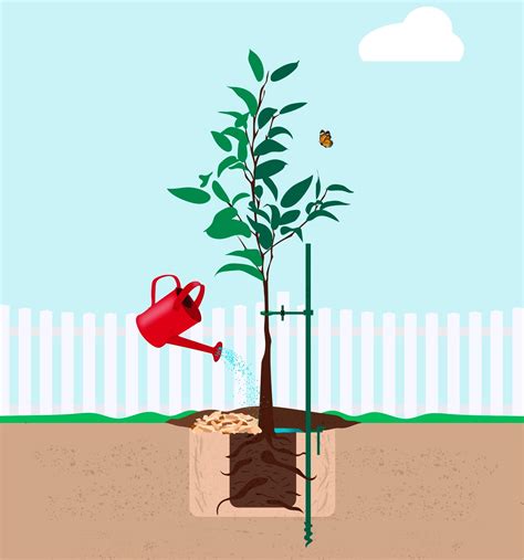 Follow These 5 Essential Steps For Tree Planting Success