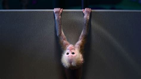 Chinese Scientists Create Monkeys With Autism Gene Ktla