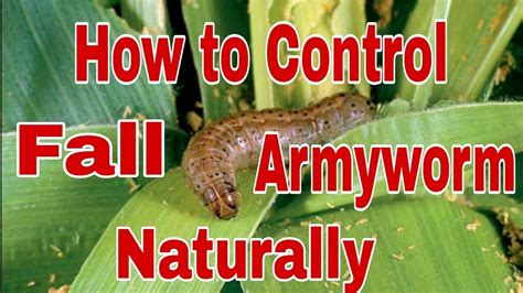 How To Control Fall Armyworm Naturally Fall Armyworm Youtube