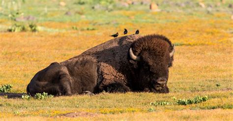 15 Facts About Our National Mammal The American Bison National