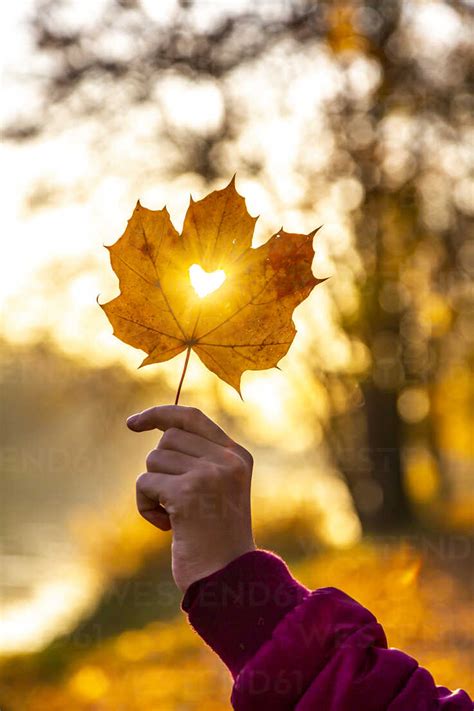Girls Hand Holding Autumn Leaf With Heart Shaped Hole At Sunset Stock